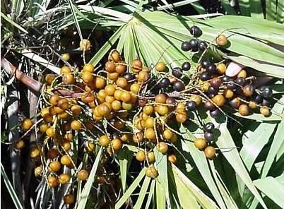 Saw Palmetto P.E