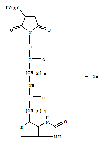 Biotinamidohexanoic acid 3-sulfo-N-hydroxysuccinimide ester sodium salt