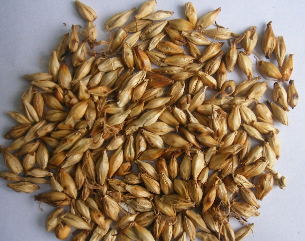 Barley Malt extract. API Barley Hordeum vulgare extract. Malt extract India.