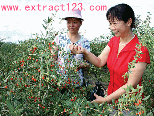 Wolfberry Extract/Barbary Wolfberry Fruit P.E.