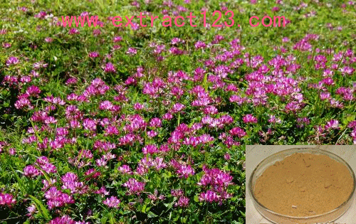 Alfalfa Extract/ herb extract /botanical extract