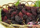 mulberry fruit extract