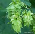 Hops extract-and cloth, snake twist, yeast flower, hop