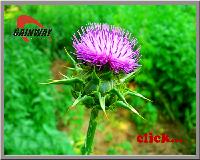 herbal Silydianin Milk Thistle Extract-high quality