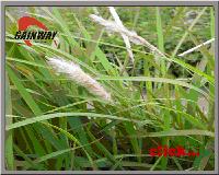 Couch grass herbal Extract