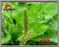 high quality but low price herbal Plantago Extract