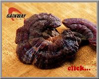 best quality and natural herbal Ganoderma Extract