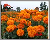 high quality but low price herbal Marigold Extract