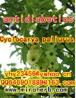 Cyclocarya paliurus extract-Fall blood sugar