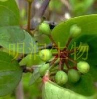 Smilax China l extract
