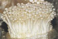 mushroom extracts-antitumor