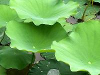 lotus leaf extract