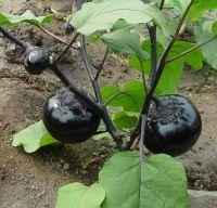 Eggplant extract