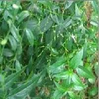 Andrographis herb Extract