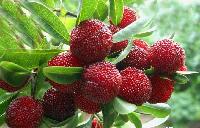 Bayberry extract