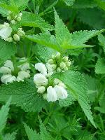 Nettle Herb Extract with Silica acid