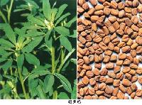 Fenugreek Seed Extract with L-4-Hydroxyisoleucine