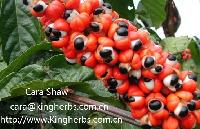 China Guarana seed extract with good quality