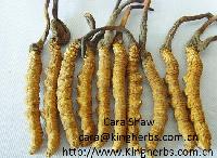 China Cordyceps Extract