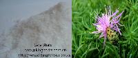 Chicory Extract / Lnulin 50%-98%