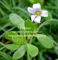 Kingherbs offer China Bacopa Monnieri Extract