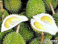 Durian extract