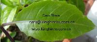 Kingherbs supply Chinese Angelica Keiskei Extract