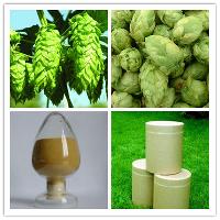 European Hop Spike Extract with Flavone 4%