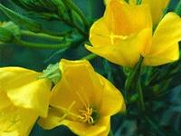 Efamol,Evening primrose oil,Cas 65546-85-2