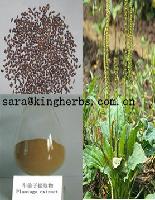 Semen Plantaginis Extract