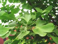 Ginkgo Biloba extract(water-solubility)