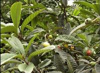 Eriobotrya japonica leaf extract & Ursolic acid