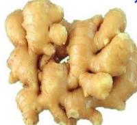 ginger extract gingerol,extraction of ginger oleoresin