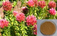 Rosavins ,Rhodiola rosea extract, Salidroside/ plant extract /botanical extract /herb extract