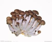 Lentinus edodes Extract, Lentinus edodes mycelium Extract /shiitake/king mushroom.