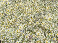 Pyrethrum extract，Pyrethrins/plant extract /Nature pesticide