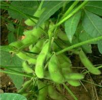 Soybean extract