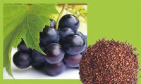 anti-aging grape seed opc95%