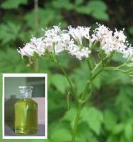 Pure Natural Valerian oil,CAS 8008-88-6,Valerian Root Oil,Valeriana officinalis oil