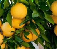 Citrus Aurantium Fruit Extract