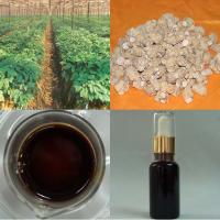 High quality American Ginseng Root Oil, Linoleic acid is more than 50%