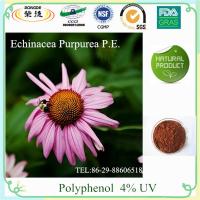 Echinacea Extract--Polyphenols 4%