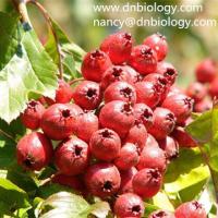 Hawthorn berry Extract