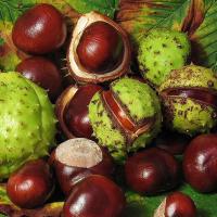 Horse chestnut extract