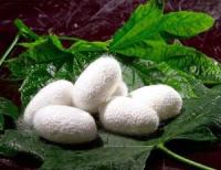 Natural Silk Protein-popular for skin care and hair care products